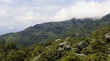 Bosque Cedral